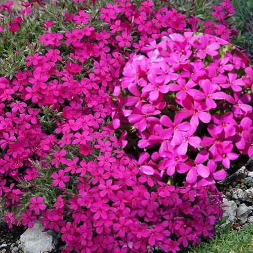 Phlox douglasii 'Red Admiral' - Douglasi leeklill 'Red Admiral' P9/0,55L